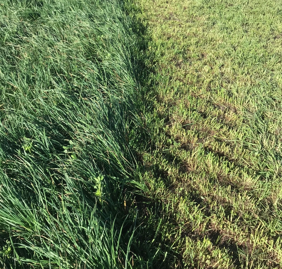 PolachoApolant's tweet photo. Increíble este Blend 1 sembrado en Mayo 2021. Mezcla de festuca Mediterránea #Med100 + Dactylis #Poseidón. Complementariedad de ciclos de los 2 componentes. Destacada persistencia. Oferta estable durante el año. En este caso con TR #Vulcano. https://t.co/y9MI7wZFvc