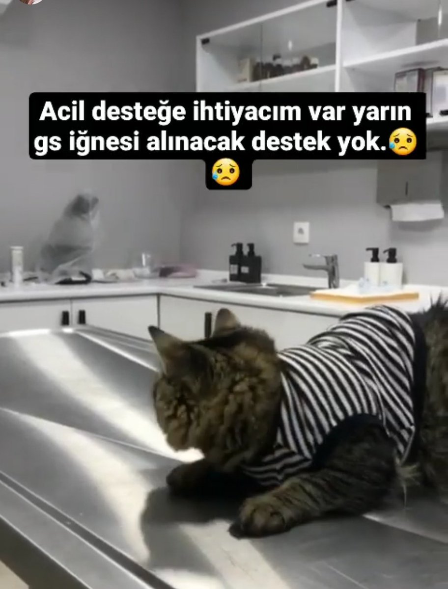 fiphastasikuki's tweet photo. Desteğimiz yok yarın alınacak. 😥😥🙏🏻🙏🏻az kaldı kukide her can gibi koşup oynayacak lütfen cana can olurmusunuz bir kahve parasını çok görmeyelim. 🙏🏻🙏🏻😔 https://t.co/s1aehQhaxS