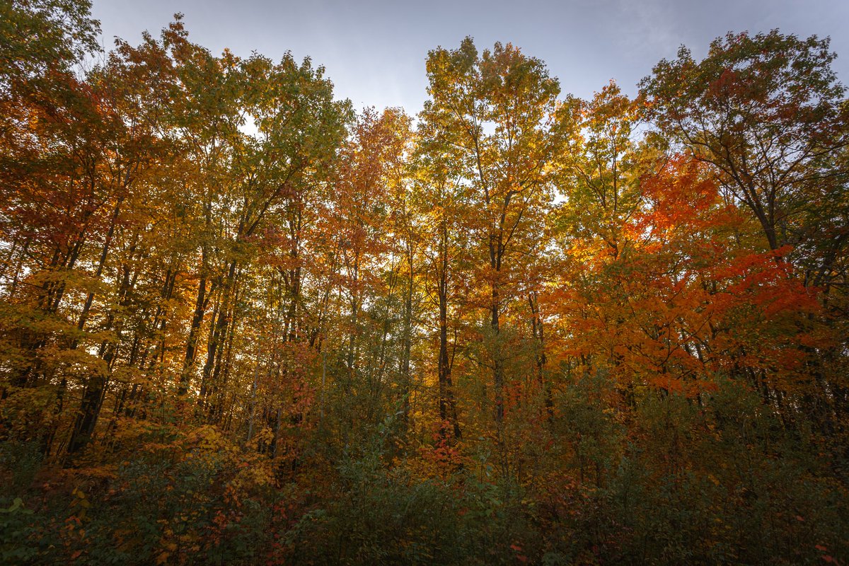 TreeCanada's tweet photo. We are proud to have partnered with @Pomerleau this year! As part of their #MoveTheEarthChallenge, Pomerleau will support @TreeCanadaโs #GrowCleanAir program with a corporate donation and by matching donations made by their employees!
โก๏ธ https://t.co/1J6O6hWmJY https://t.co/xuVKBc1gCz