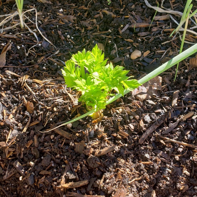 ecofriendlyfact's tweet photo. I've planted celery food scraps & new celery is growing!
#ecofriendlyfact #planthoarder #houseplants #iloveplants #plantstyling #planters #plantpassion #plants4inspo #interiordesign #plantobsessed #homedecor #houseplantopia #pausewithplants #plantsmakepeoplehappy #zerowaste https://t.co/oFbQ00Y8tG