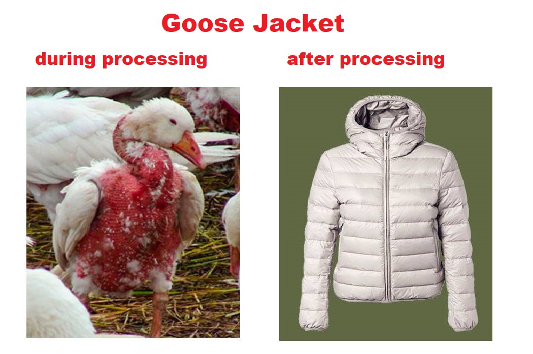 did you know that in order
to make your stupid fashionable
duvet, geese are plucked alive in
excruciating suffering?