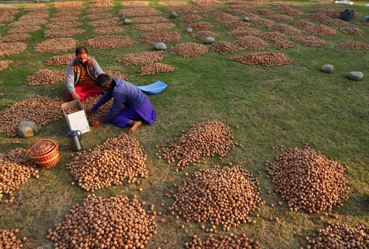 ShahidInam35's tweet photo. Harvest Vibes. 

#Kashmir https://t.co/OkSlRb7c4e