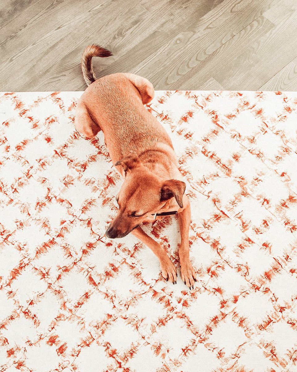 Design for a stylish canine.⁣⁣

#rugmadetheroom #petstagram #dogstagram #orangedecor #ruglove #interiorinspo #pocketofmyhome #rugideas #lamontage #lioramanne