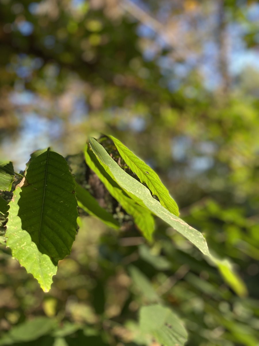 All good things are wild and free