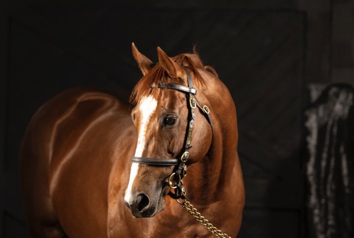 🔥 Another new 2yo winner for DECORATED KNIGHT and his 2nd this week!

✨ Zain Nights ✨ wins well for owner Asaad Al Banwan and Decorated Knight’s former trainer @RogerCharlton <a href="/NewburyRacing/">Newbury Racecourse</a> . Bred by Blue Diamond Stud!