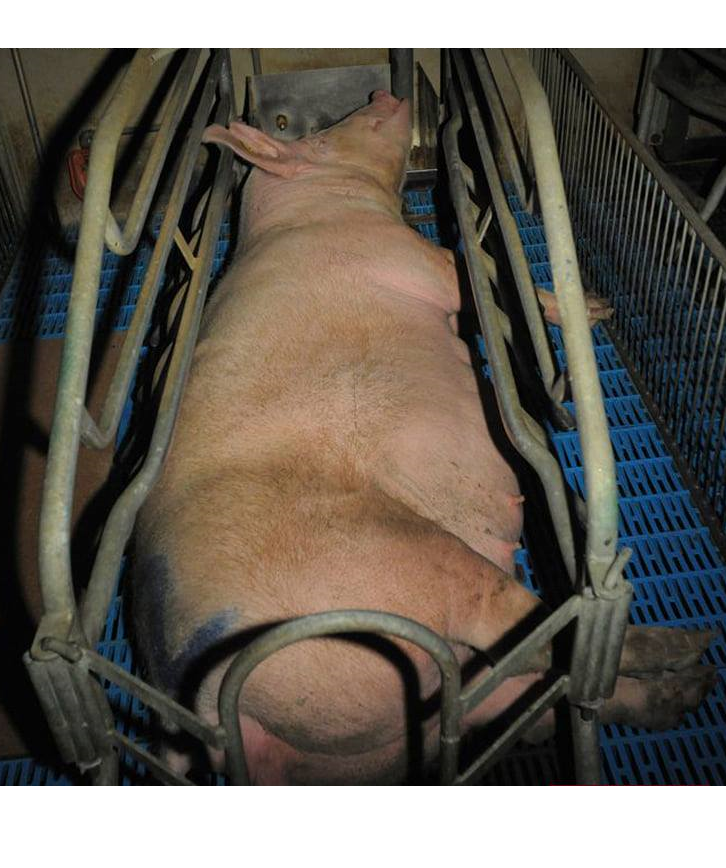 all 
the 
rest 
are 
mental 
justifications.