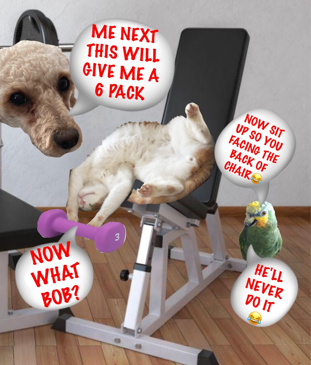 7 #zzst ♦️♦️♦️♦️♦️♦️♦️♦️
WOOOHHH!!!!   LOOK AT THAT... ONE IF THE CATS IS LOOKING AT GETTING A RIPPLE-SIX PACK... HANG ON IT WILL BE COVERED IN FUR WE WONT SEE IT😃
Bob is in there giving advice.... woooh what a trainer👏🏻👏🏻👍