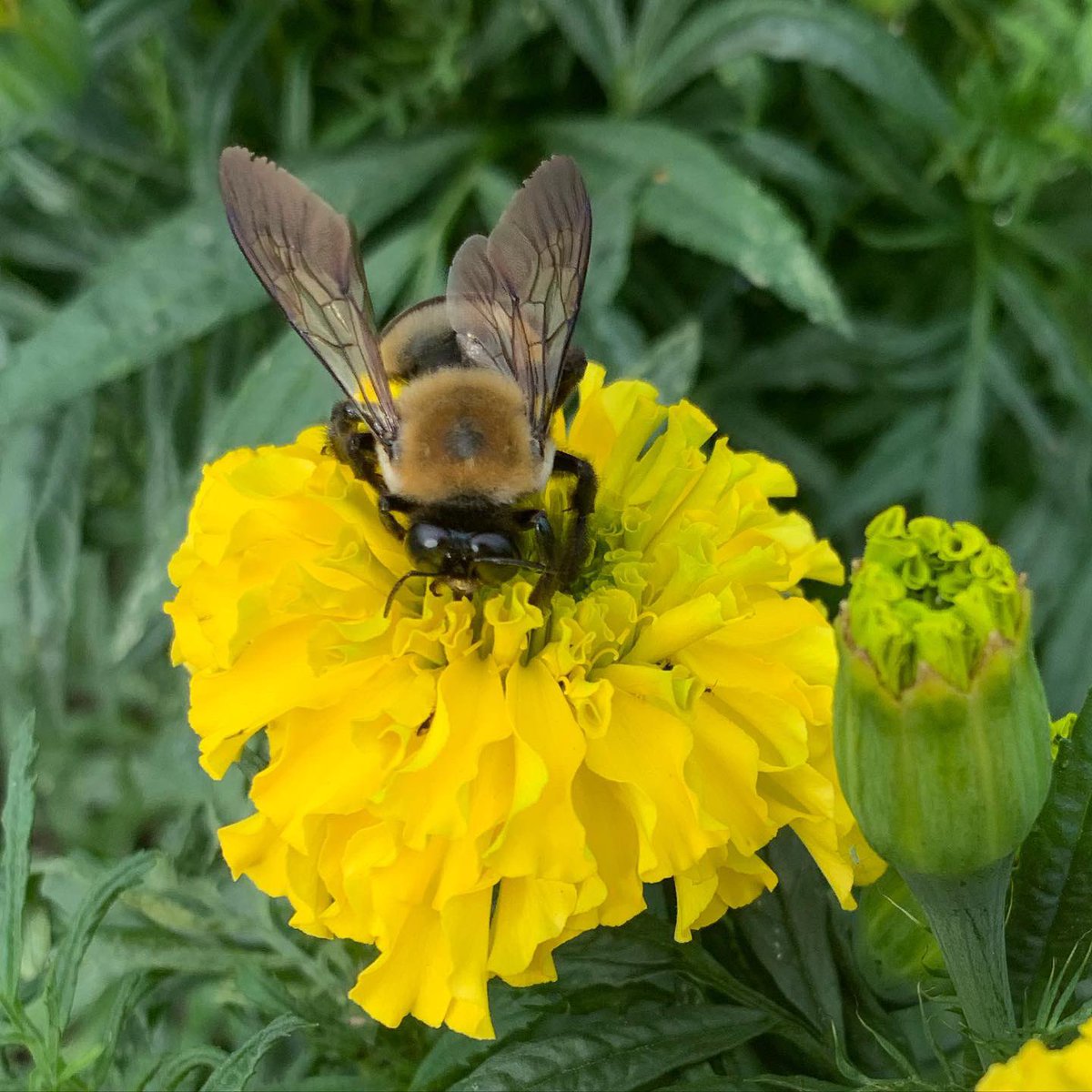 WDCGardener's tweet photo. This bee kept photobombing my pics of the ‘Big Duck Yellow’ Marigolds grown from seed in our #communitygarden plot. These flowers are huge and the plant is as sturdy as a small shrub. #gardendc #dmv #aaswinner #marigold #flowerfriday #fall #fallflowers #yellow #bee #pollinators https://t.co/FdoKj1pQ5w