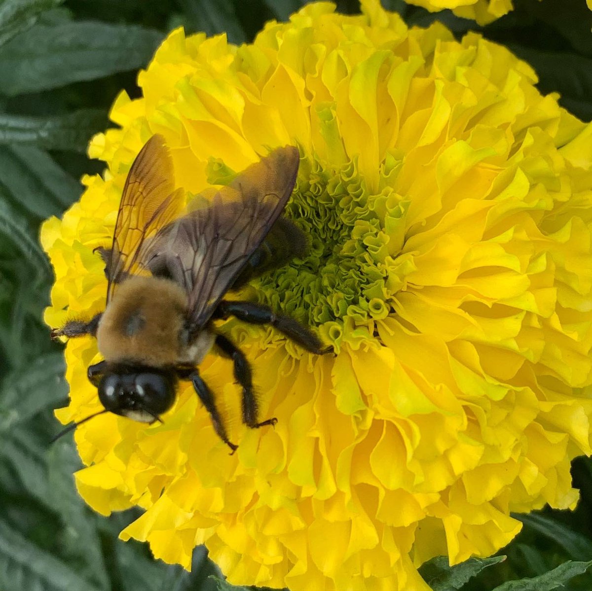 WDCGardener's tweet photo. This bee kept photobombing my pics of the ‘Big Duck Yellow’ Marigolds grown from seed in our #communitygarden plot. These flowers are huge and the plant is as sturdy as a small shrub. #gardendc #dmv #aaswinner #marigold #flowerfriday #fall #fallflowers #yellow #bee #pollinators https://t.co/FdoKj1pQ5w