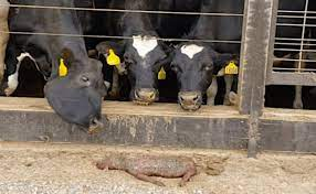 all systems of oppression are
supported by defensive attitudes
justifications, trivialization and 
denial. sometimes these claims 
might be fair enough, but people 
more often than not simply react 
to feeling attacked and respond 
from a selfish position of 
self-preservation.