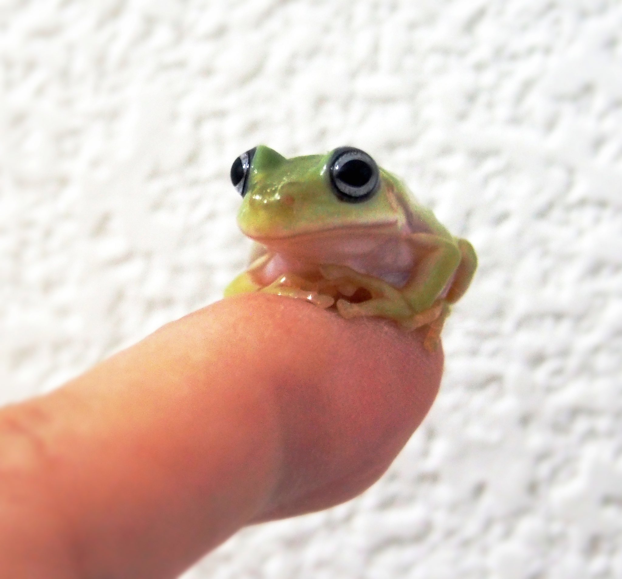 カエルですけど イエアメガエル初心者ママ Kaeruroom Twitter