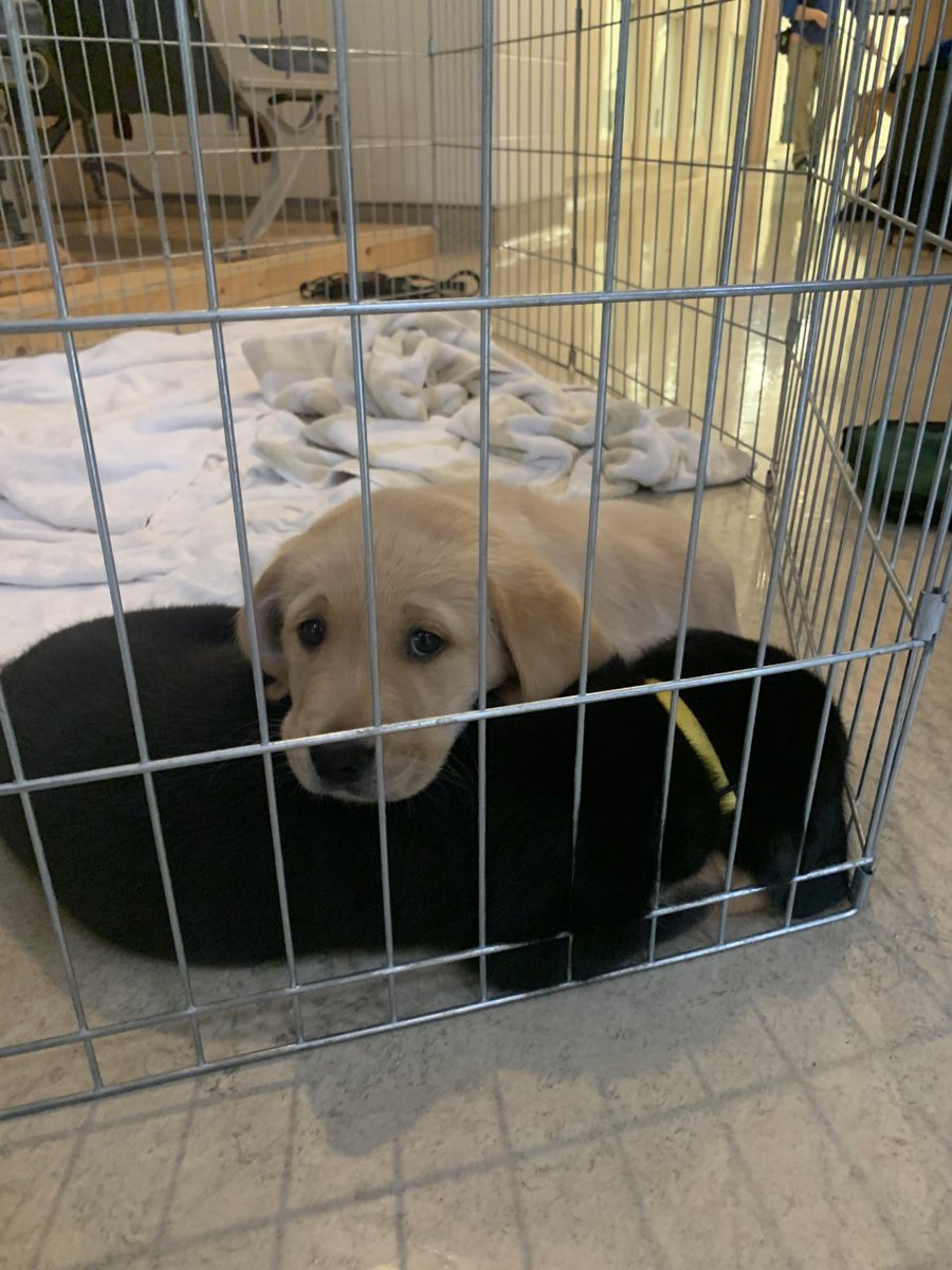 LFCDogGuides's tweet photo. S. Litter went home with foster families yesterday. These two had their baths and were waiting to get picked up. These future #LFCDogGuides have a bright future ahead of them. https://t.co/BubdRQUnGg