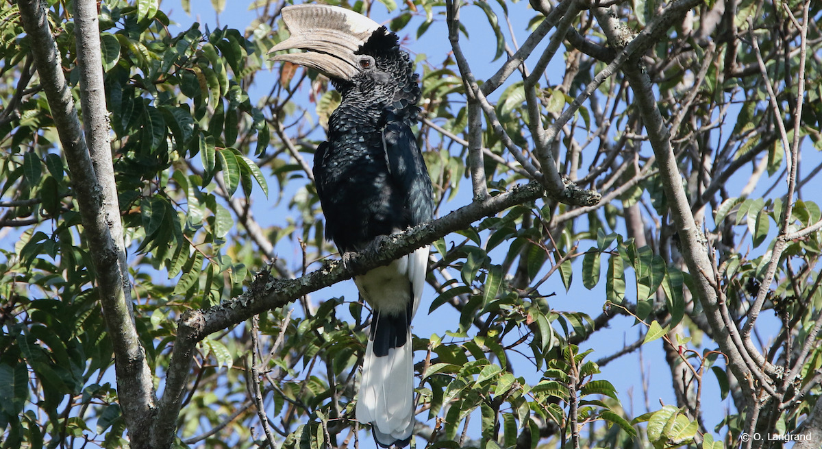 Olivier Langrand (@olangrand_cepf) on Twitter photo Seed dispersal by hornbills is vital to the maintenance of tree diversity in tropical forests, according to a recent paper published in <a href="/AvianBiology/">J. of Avian Biology</a> by Rohit Naniwadekar from CEPF grantee <a href="/ncfindia/">Nature Conservation Foundation</a>: ow.ly/rvrE50GvJ6a Seed dispersal by hornbills is vital to the maintenance of tree diversity in tropical forests, according to a recent paper published in <a href="/AvianBiology/">J. of Avian Biology</a> by Rohit Naniwadekar from CEPF grantee <a href="/ncfindia/">Nature Conservation Foundation</a>: ow.ly/rvrE50GvJ6a