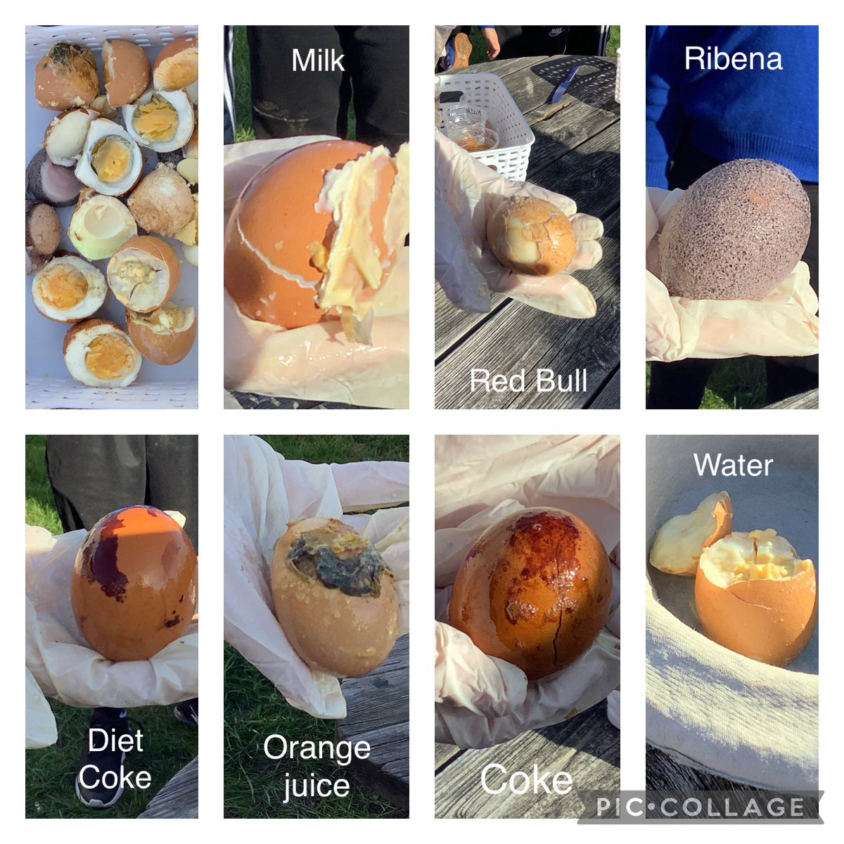 This half term the children in Year 4 have been investigating the effects of sugar on teeth. After a rather smelly experiment we discovered that sugar can have a detrimental effect on teeth, eroding enamel and causing cavities.