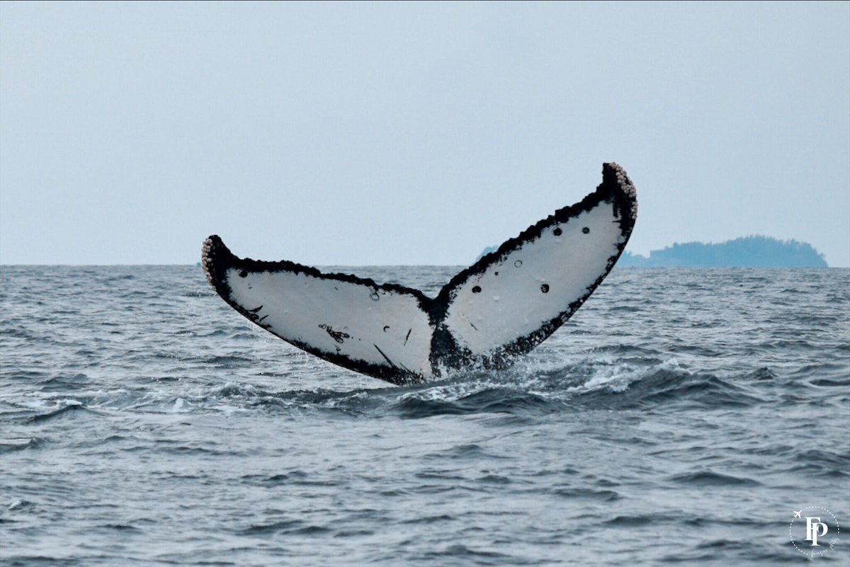 KelleFraser's tweet photo. It’s Friday! I saved this beauty for today because it is one of my absolute favorites! 

Meet Domino! We came across this amazing whale in Sitka, Alaska. We were on a tiny boat that held 6 people and a Captain and it was the perfect first whale watching experience! https://t.co/6kYzLJvRaJ