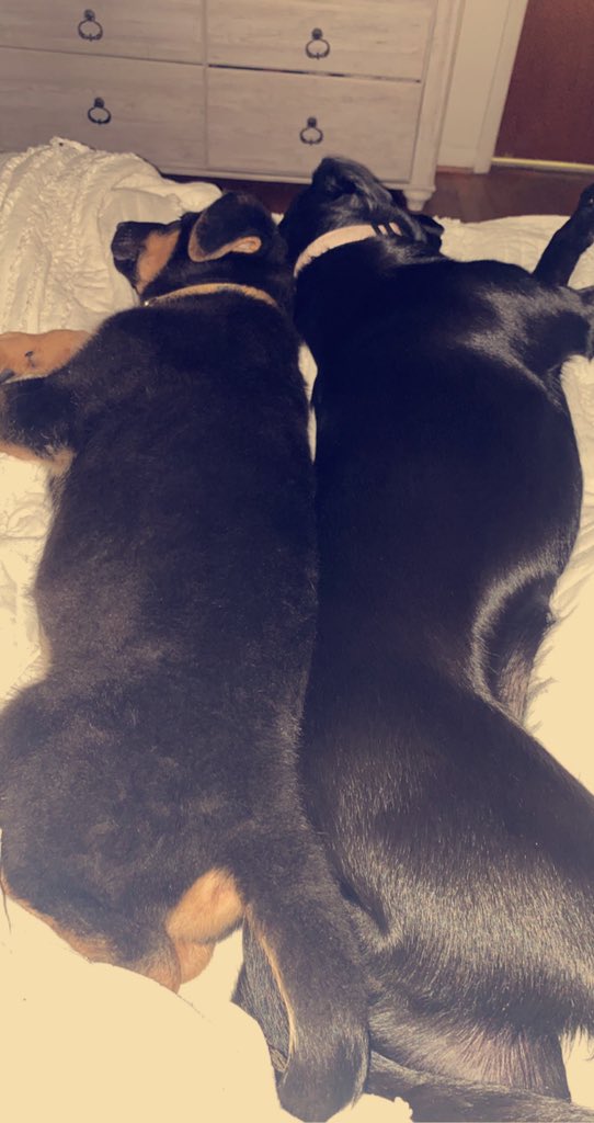 This is your sign to get a puppy for your dog