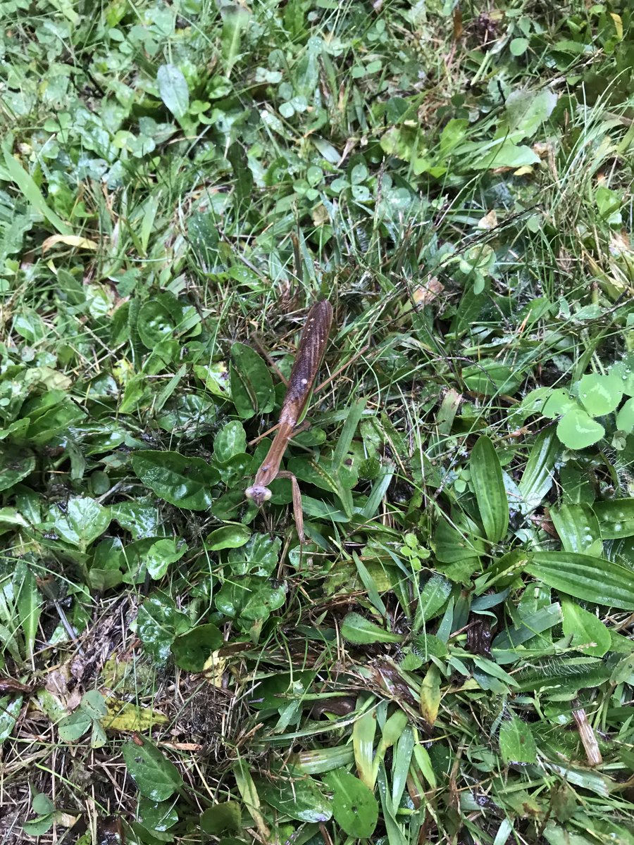 janetausten2's tweet photo. We saw a Chinese Mantis, which is an invasive species. Way Cool Science!@kenstonkis https://t.co/JUcVKWkGtm