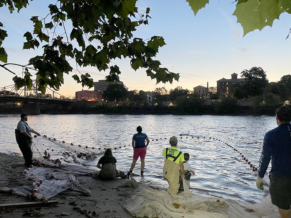 DRBC1961's tweet photo. Happy #PhotoFriday! Recently, DRBC staff joined @fishandboat &amp; others to sein (catch w/net) for young-of-year American shad in the #DelawareRiver at Phillipsburg, NJ. This effort is run by the Delaware River Basin Fish &amp; Wildlife Management Cooperative; DRBC is a liaison member. https://t.co/uSSuOI1ljQ