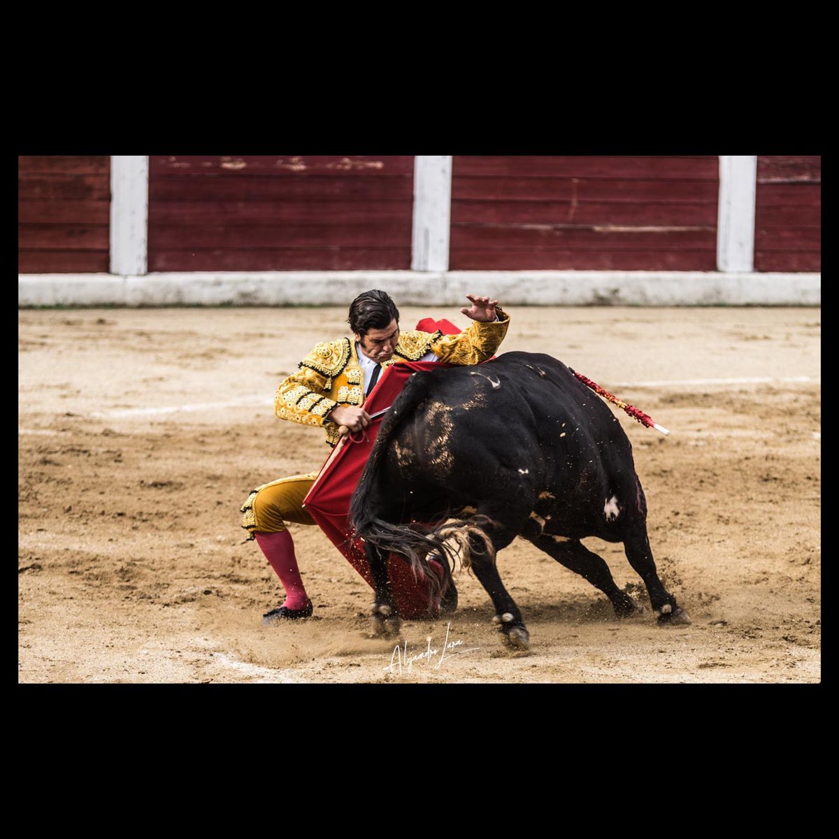 lara_ripiero's tweet photo. El año de Morante de la Puebla. 

©Alejandro Lara Ripiero. Arenas de San Pedro, octubre 2021. https://t.co/p1WIdbH0YX