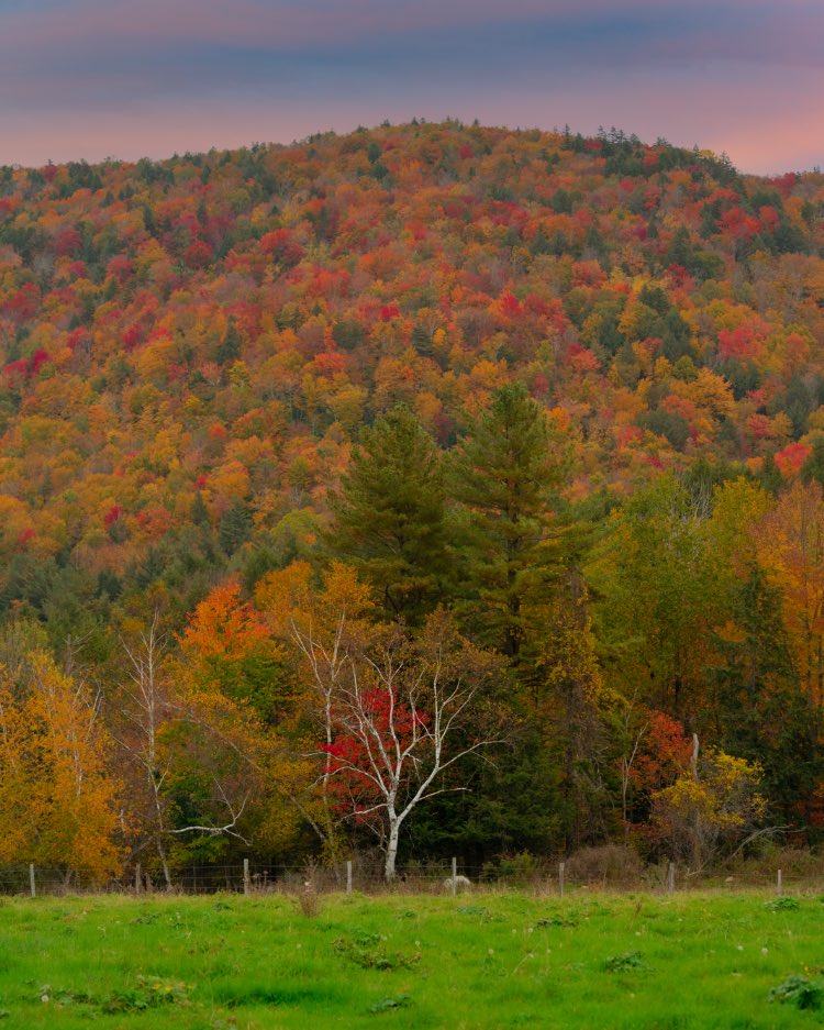 Ross Lippman tweet media