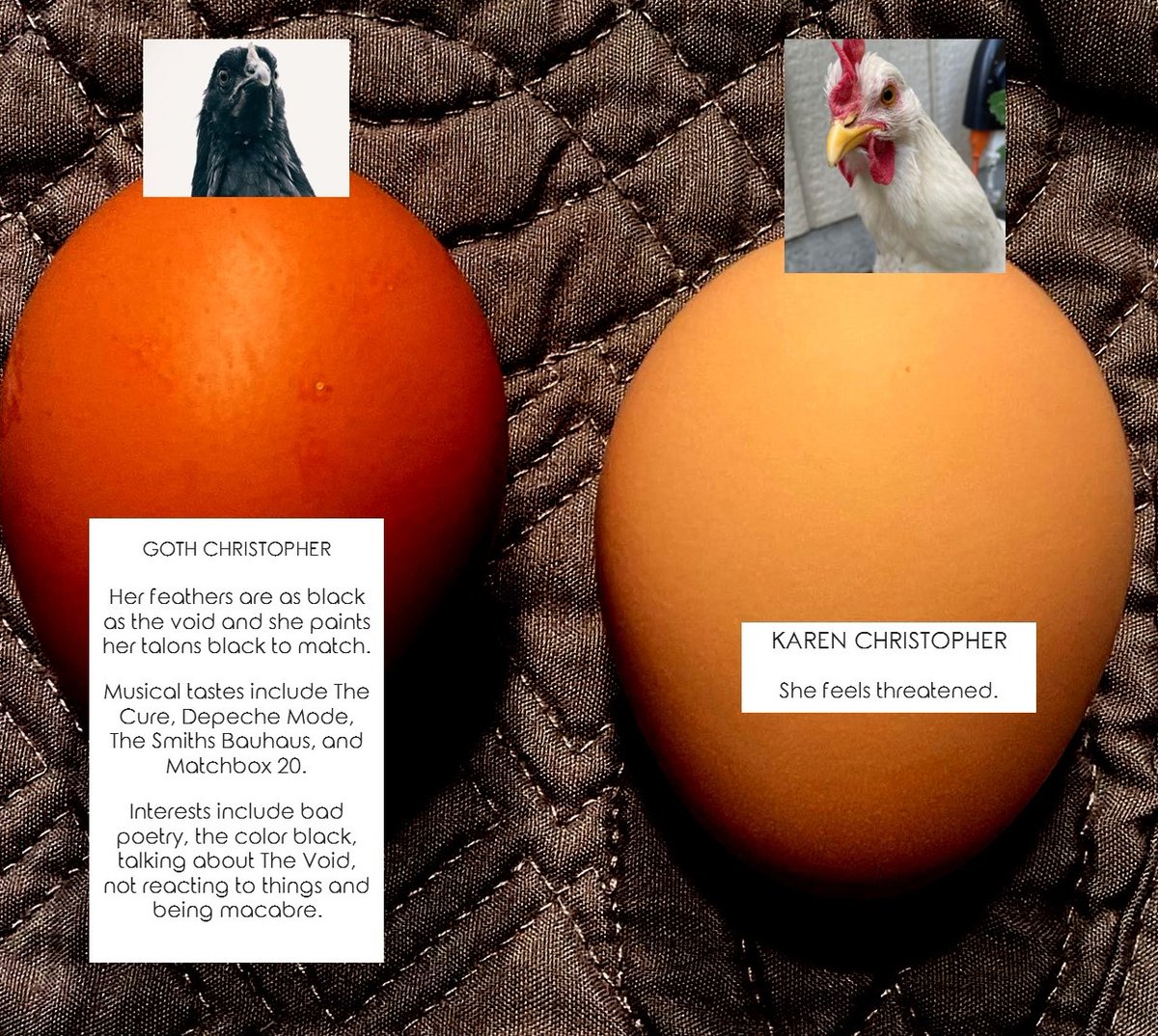 k_svobo's tweet photo. So proud of my hard-working girls.
#beaconhoodchicken #gothchristopher #karenchristopher #chickenswithattitude https://t.co/9DJ9f5re5e