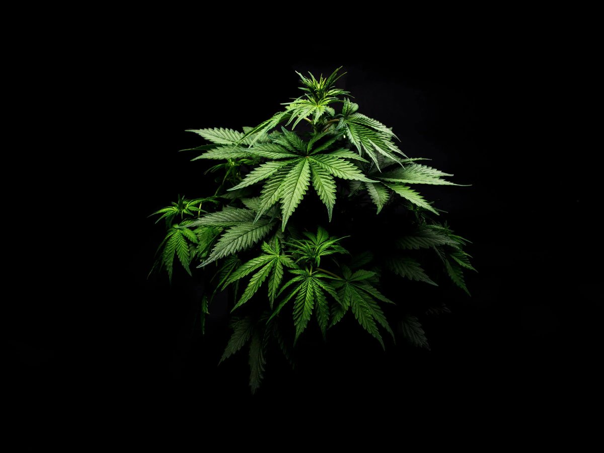 theleafystreet's tweet photo. #Luxembourg: Will allow growing recreational #cannabis at home.
https://t.co/d8s96jfa19 https://t.co/L4ANIKik0u