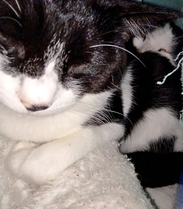 今日は寒いみたいで  いつもより1匹多くお布団に入ってる 