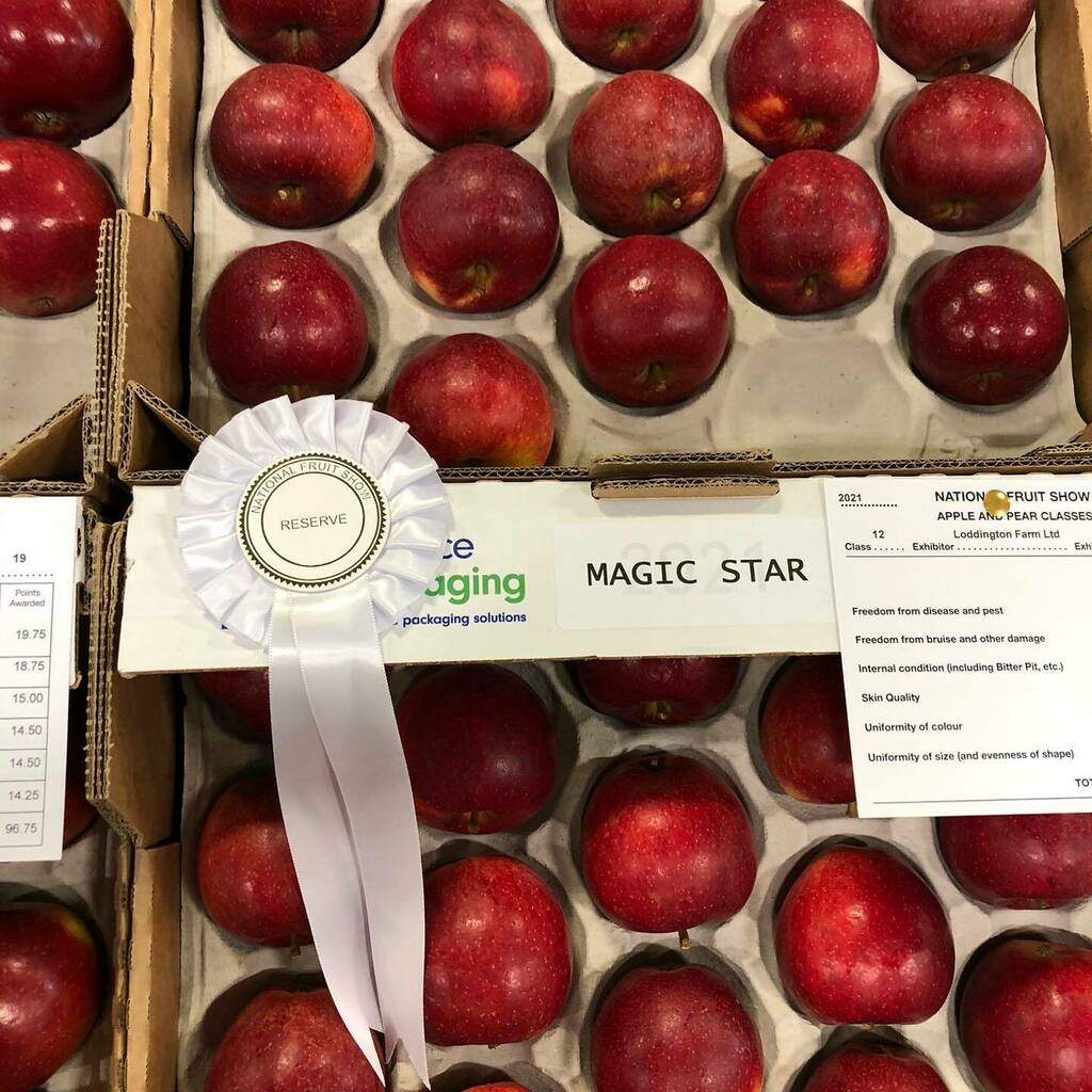 LoddingtonFarm's tweet photo. Reserved prize with 97.75 scored for our Magic Star at the National Fruit Show π
#NationalFruitShow #magicstarapple #fruitcompetition #kentfarm #kentgrowers #applefarm #kentproduce #britishapples https://t.co/LerRT8XJuv https://t.co/6TPvwisTLy