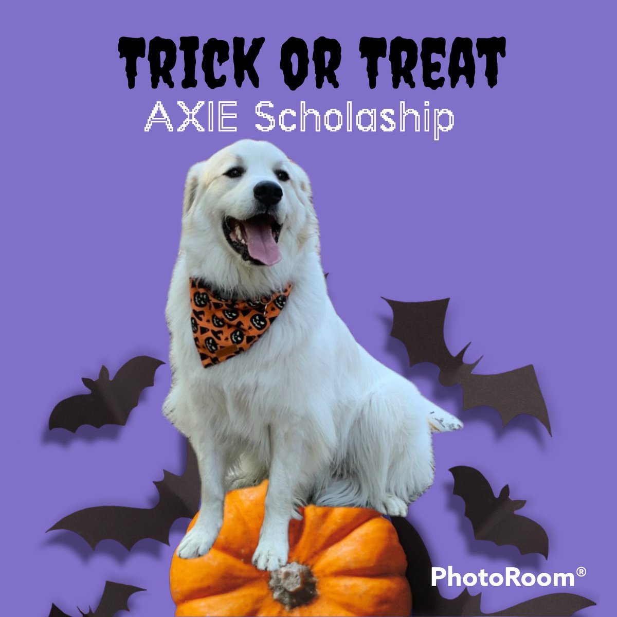 Longback023's tweet photo. Trick or Treat, Happy Halloween 🎃🎃🎃

#WaltersHalloween ❤️ #AxieScholarship @Smartalecc5 https://t.co/XpucjEeICJ
