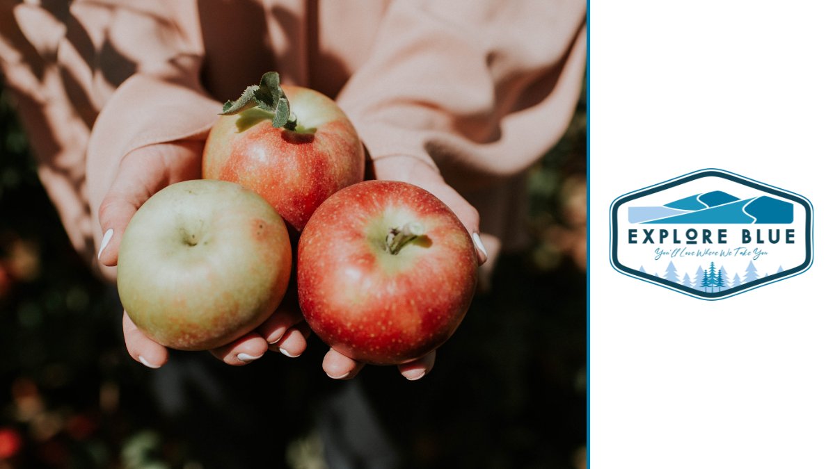 townofbluemtns's tweet photo. Visiting #TBM would be incomplete without taking a bite out of the fruit that put the area on the map. @ApplePieTrail provides a self-guided tour with stops at local shops, restaurants &amp; orchards in South Georgian Bay. Learn more &amp; #ExploreBlue today: https://t.co/3lLKrQ4gcG https://t.co/M5bWn1U7zm