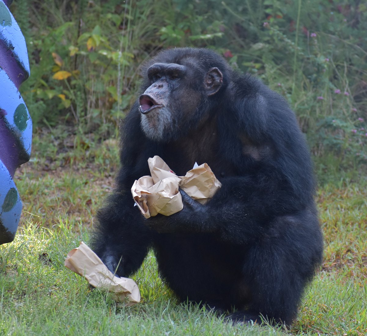 projectchimps's tweet photo. Happy 19th birthday to Collin! π΅ π Collin loves food and he lets out a deep grunt of excitement before he starts eating! Collin also is known for blowing raspberries, and it is the loudest whenever he is grooming his best friend, Kareem!
#CollinChimp #HappyBirthday #chimps https://t.co/009rworOAs