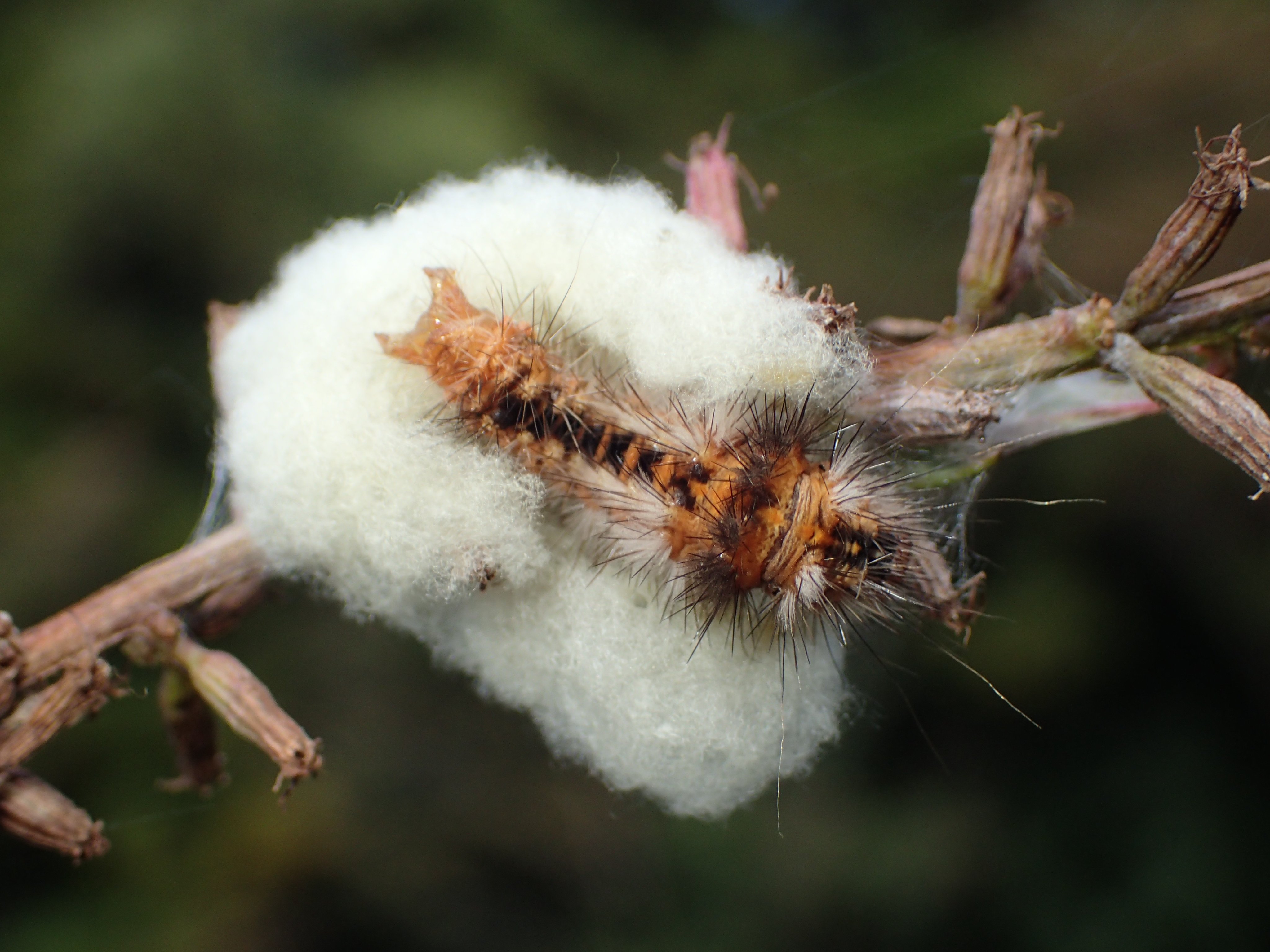 Tanpoco この白いモフモフの様子を見に行きました 昨日の雨でモフモフ感は減りましたが他に変化は見えません 毛虫 多分 ﾅｼｹﾝﾓﾝ幼虫 は生きてないようにみえます モフモフはナシケンモンサムライコマユバチの繭かもしれないと教えていただいたので