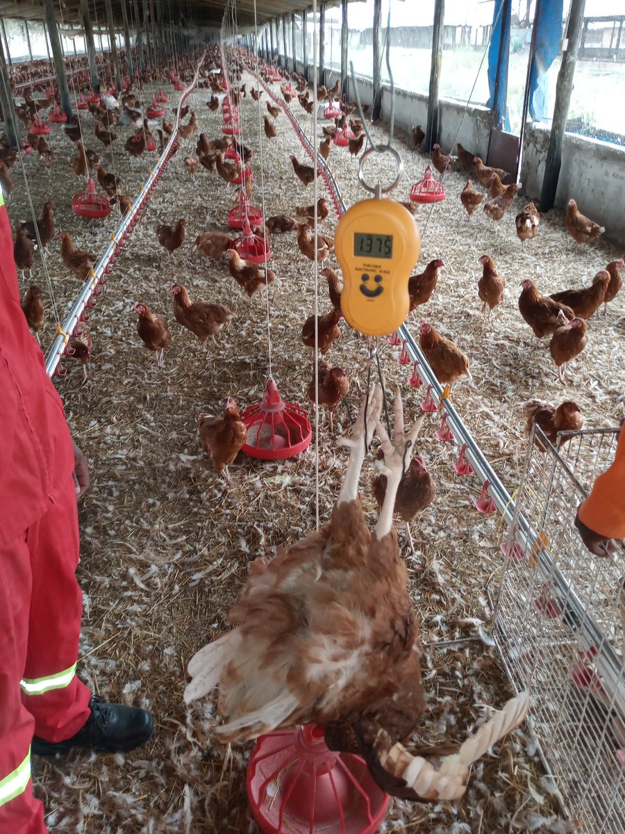 Weigh your birds weekly....