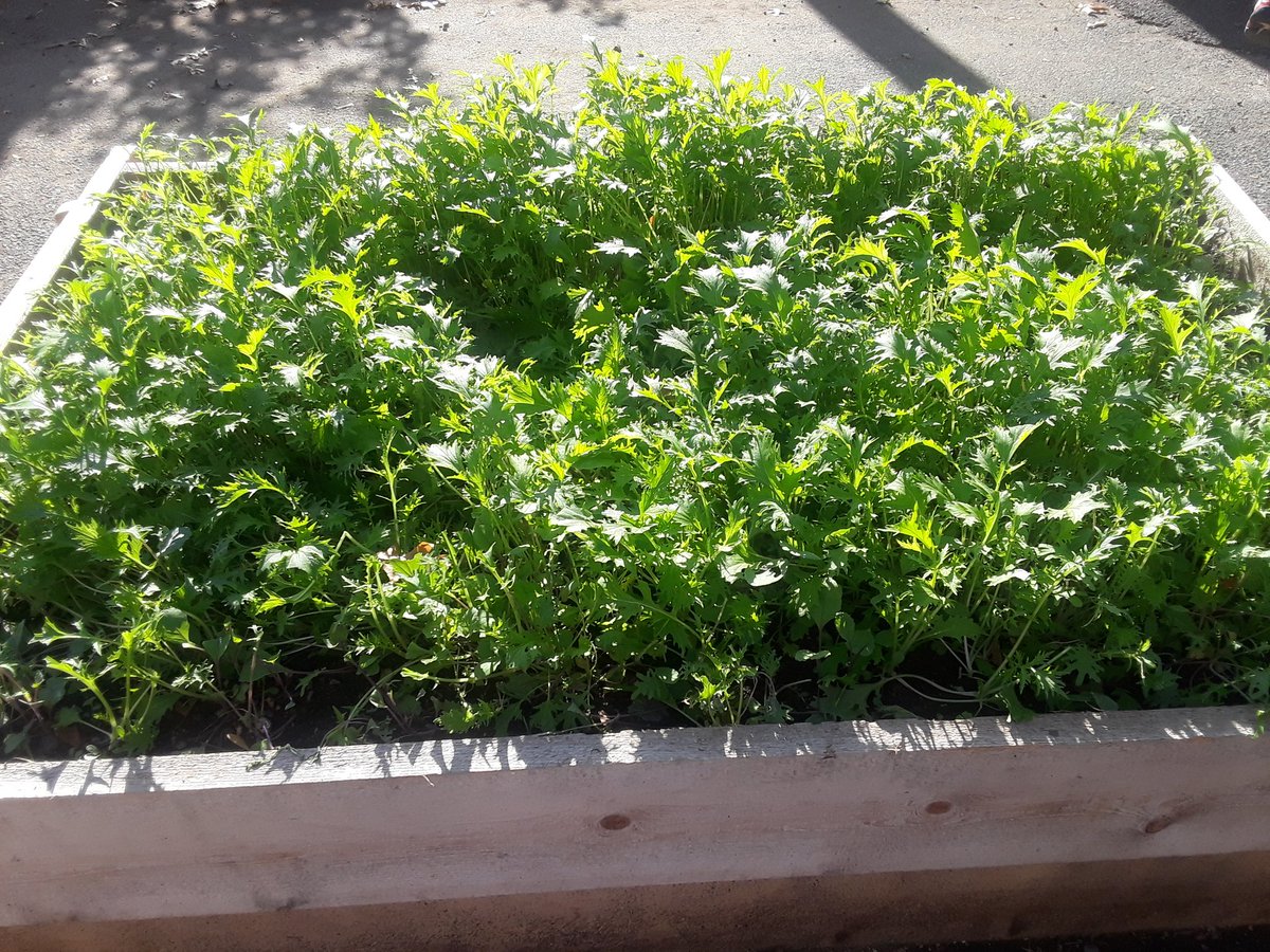 Grace Wai (@drgracewai) on Twitter photo .<a href="/CitySprouts/">CitySprouts</a> gardens at Nathan Hale. A beautiful day to garden! Awesome partnership and amazing growth that just began in August. Thank you! <a href="/BostonSchools/">BostonPublicSchools</a> @BCassellius .<a href="/CitySprouts/">CitySprouts</a> gardens at Nathan Hale. A beautiful day to garden! Awesome partnership and amazing growth that just began in August. Thank you! <a href="/BostonSchools/">BostonPublicSchools</a> @BCassellius