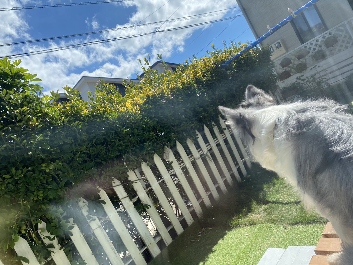 HpGnk's tweet photo. この間、お天気良くてレムは、ずっとお庭で遊んでた🥰☀️ https://t.co/H3SXHiaBz9