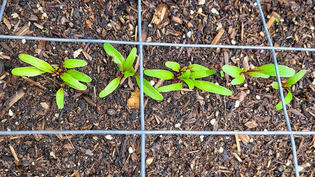 LovelyEarthS's tweet photo. The beet sprouts are looking healthy. It is about time to thin them out. Hopefully they will have enough time to mature before it gets too cold.
#BeetSprouts #GrowingBeets #OctoberBeets #LovelyEarthSociety https://t.co/Srv8asI3g7