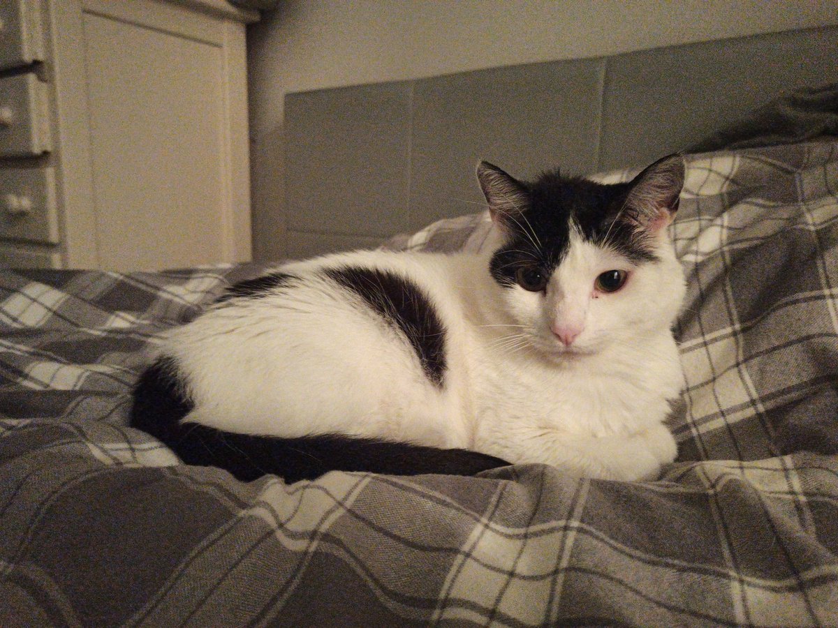 jgarcess's tweet photo. 🐱 https://t.co/N6TydVPmsa