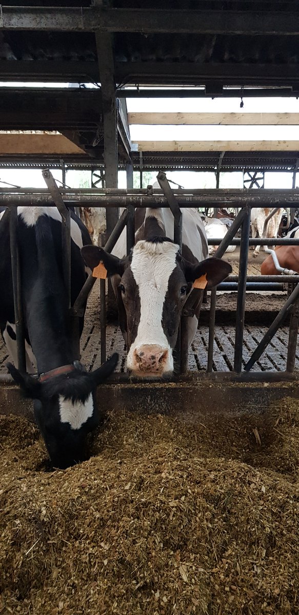cow_coach's tweet photo. Great ambition among the veterinarians &amp; dairy farmers who participated in yesterday's event to reduce antibiotic usage and improve udder health. Special thanks to #Vetoquinol, #LelyCenterBrugge and @ProjectDisarm for making it possible! https://t.co/2KTFB91qTT