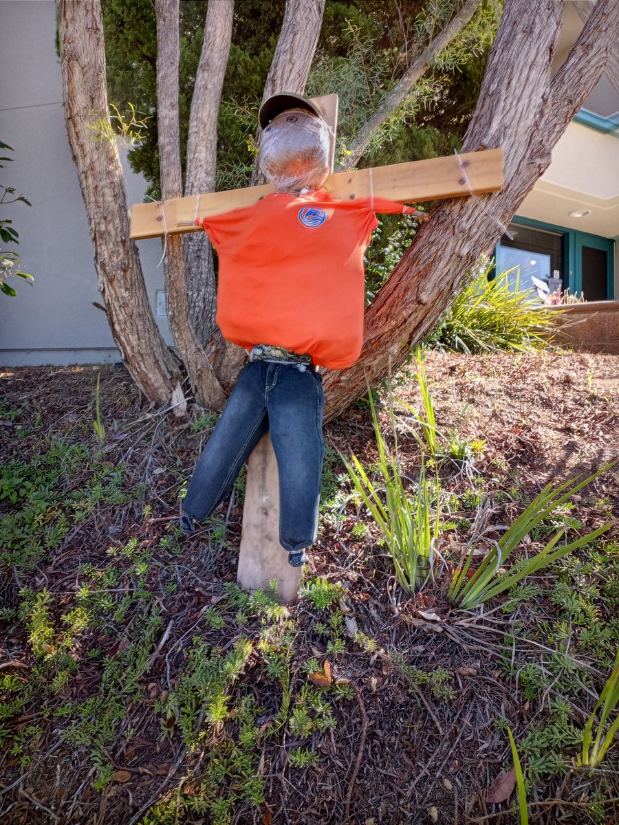 Mrs. Echeverria and her TK students made these amazing scarecrows for <a href="/WilliamHFrazie2/">William H. Frazier Elementary</a> to celebrate Scarecrow Days in Fallbrook. #FUESD #FrazierFam
