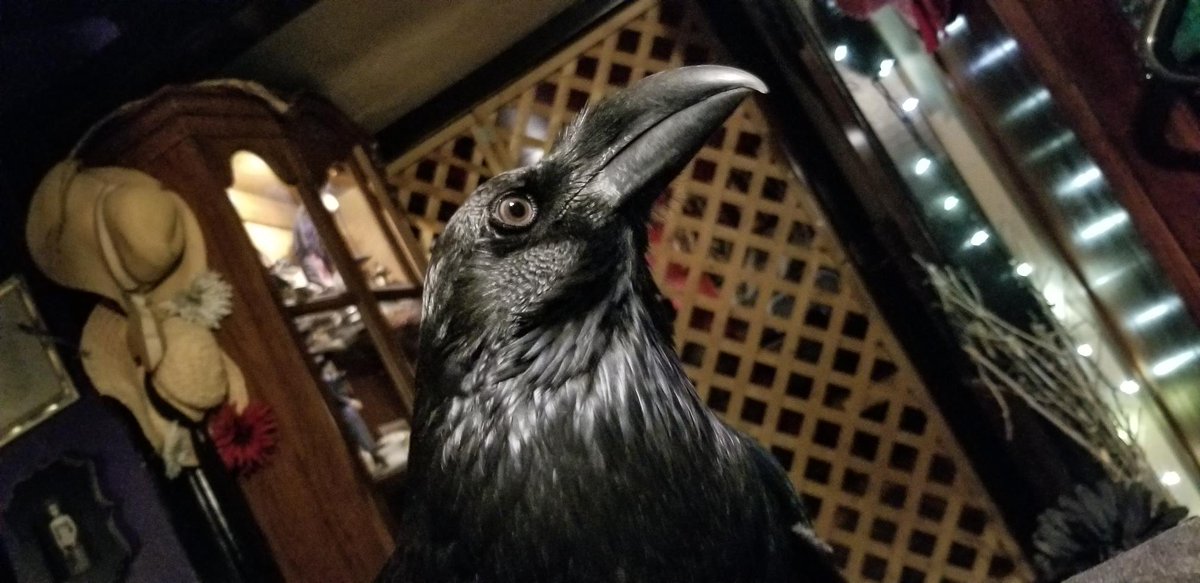 Ravenwyck's tweet photo. Of course what would the week be without a little "Hello Twitterverse" from #IvySkyetheRaven #BeMostExcellentToEachOther #StaySafe #ProtectEachOther #AnOunceofPrevention #WearAMask #GratefultoSharetheMagic https://t.co/zjVEMPjvVJ