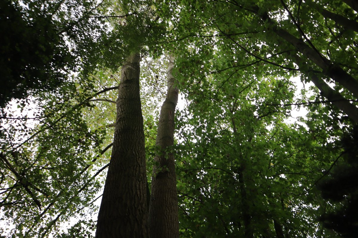 Tussen onze oude populieren is de laatste jaren een gevarieerd jong bos omhoog geschoten. Nu is het voor de veiligheid toch tijd dat een flink aantal van de oude 'peppels' geveld worden. Van 8 t/m 12 november is het bosje gesloten voor werkzaamheden.
speelboslent.nl/verjonging-van…