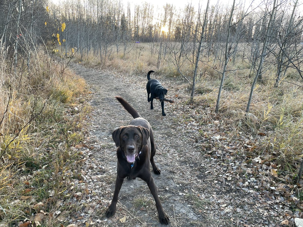 murphmn's tweet photo. My first real tweet has to be of my best friends #labradors https://t.co/nF95bPLyLs