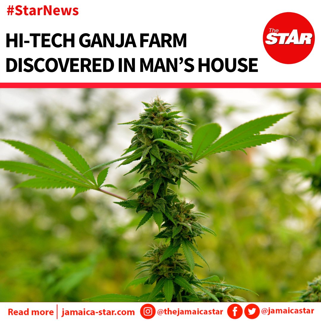 jamaicastar's tweet photo. #StarNews: Police in Kingston discovered a hydroponic ganja farm inside a man's home at Lyndhurst Drive, Kingston 5. Hydroponics involves growing plants without water. 
 https://t.co/isadoAJaC5 https://t.co/isuAQrkthV
