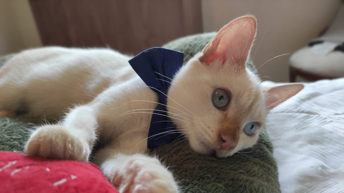 NuevaVidaAdop's tweet photo. #Madrid
RODOLFO VALENTINO fué abandonado en las duras calles y gracias a su Angel de la Guarda no tuvo un mal final
Tan solo tiene 3,5 meses y es SUPER bueno,un carácter excepcional
Busca hogar en #AdopcionResponsable para TODA la vida
#cachorros #gatos 
📩facenuevavida@gmail.com https://t.co/UCopj6JlIv