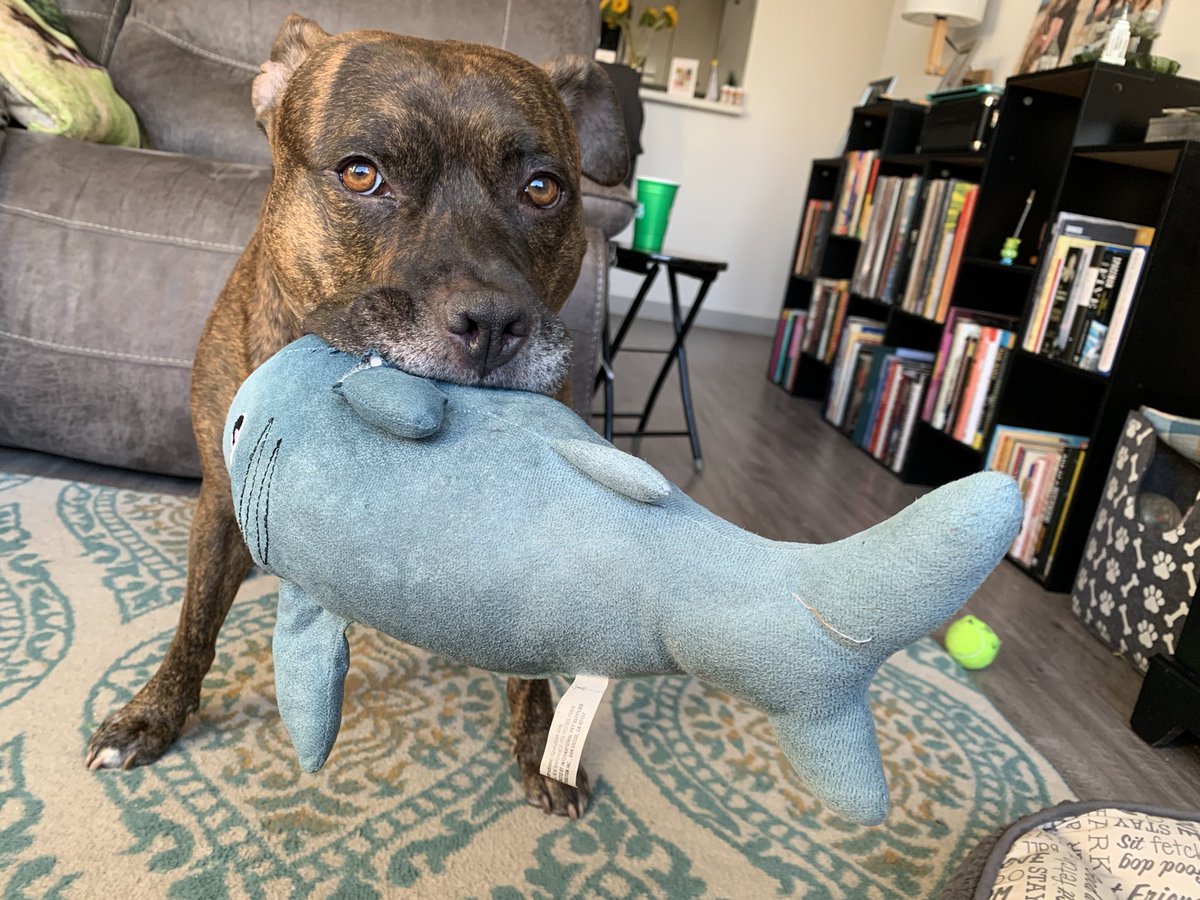 Sadly, Shark did not survive the week.🦈 
#princecharmingri #toykiller #pitbulls #pittie #pitties #brindle #brindlepitbull #pittienation #pitbullnation #dogsofnyc #dogsofnewyork #dontbullymybreed #rescuedog #adoptdontshop