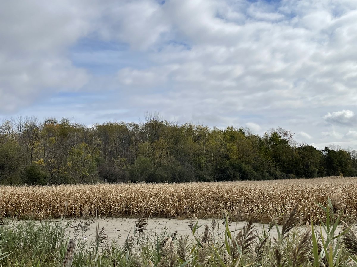 marilyniafrate's tweet image. This is the Provincially Identified Prime Farmland aka whitebelt that ⁦@YorkRegionGovt⁩ voted yesterday to destroy all 1200 ha in Vaughan to accommodate future growth but question remains “did we really need it all?” ⁦@envirodefence⁩ ⁦@TorontoStar⁩