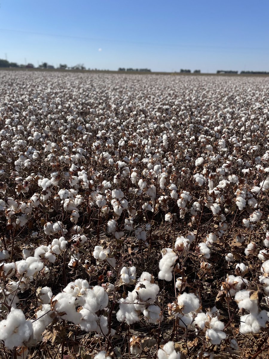 AgTexasFCS's tweet image. Thanks to the Schoepf Family for letting us ride along to harvest some cotton! The Schoepf’s are a recent addition to the #FACESofAGTEXAS campaign. So honored they allowed us to to see first-hand the fruit of their labor.
#AgStrong #MemberStrong #TeamStrong #CottonHarvest2021