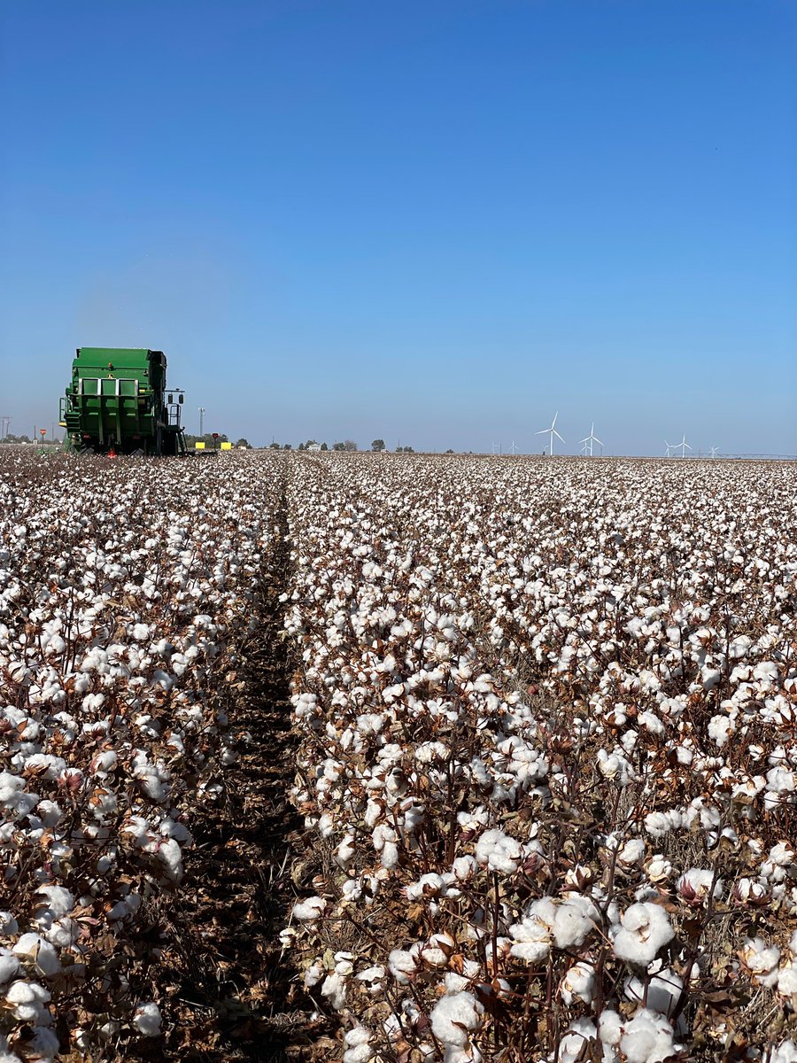 AgTexasFCS's tweet image. Thanks to the Schoepf Family for letting us ride along to harvest some cotton! The Schoepf’s are a recent addition to the #FACESofAGTEXAS campaign. So honored they allowed us to to see first-hand the fruit of their labor.
#AgStrong #MemberStrong #TeamStrong #CottonHarvest2021