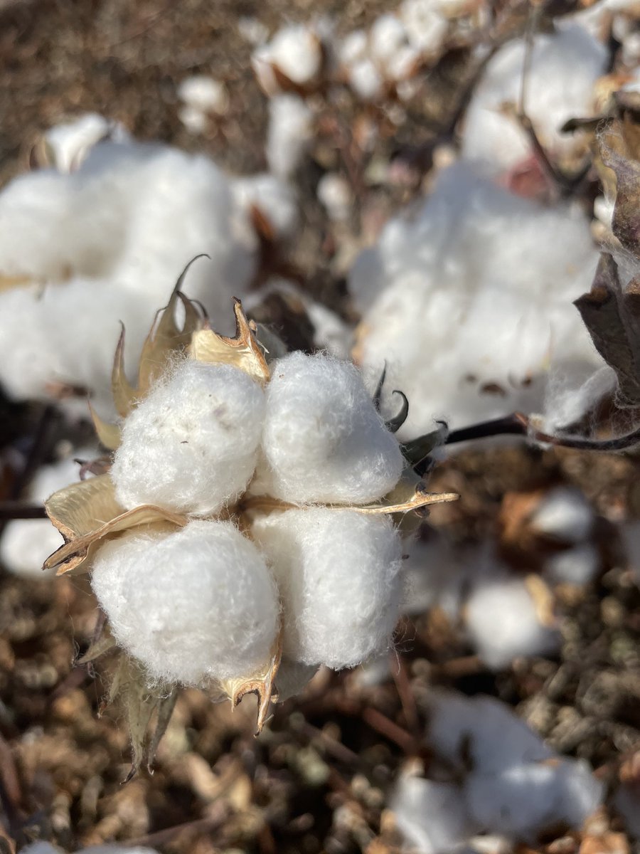 AgTexasFCS's tweet image. Thanks to the Schoepf Family for letting us ride along to harvest some cotton! The Schoepf’s are a recent addition to the #FACESofAGTEXAS campaign. So honored they allowed us to to see first-hand the fruit of their labor.
#AgStrong #MemberStrong #TeamStrong #CottonHarvest2021