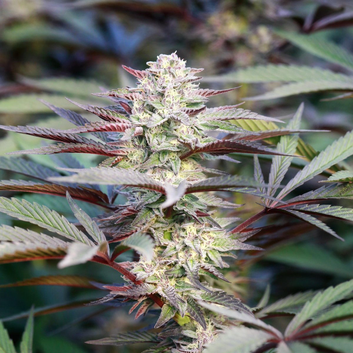 Leafly's tweet photo. #GushMints for the win this harvest. ๐จ https://t.co/q1qJ5AXBN3 ๐จ
.
๐ธ : https://t.co/8IKBHZTbQP https://t.co/9lVELmG9Fx